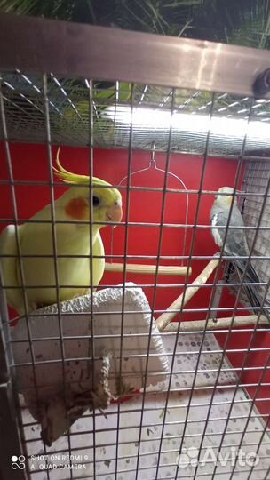 Попугаи- корелла