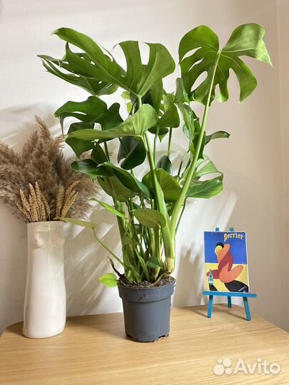 Монстера делициоза большая