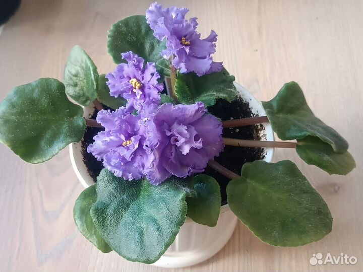 Сортовые фиалки