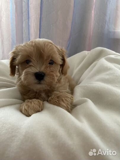 Мальтипу кремовая