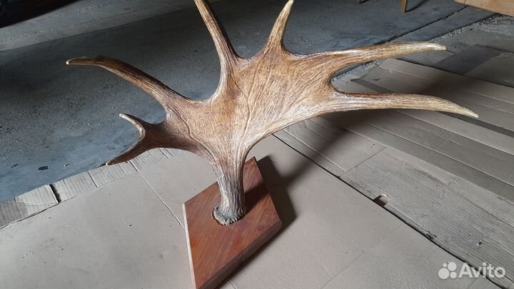 Продам рога лося