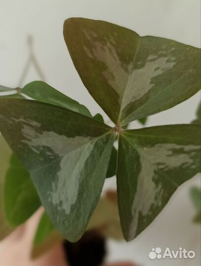 Оксалис Мармер