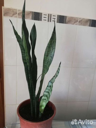 Сансевиерия