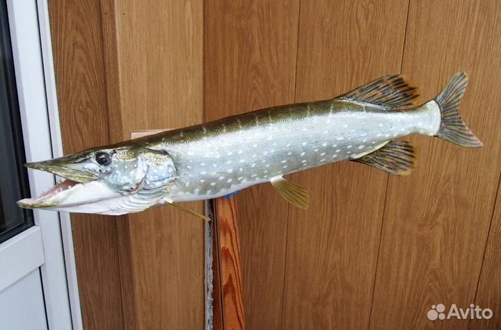 Реплики рыб