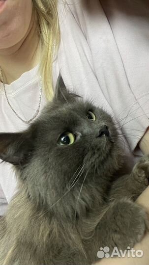 Кошка