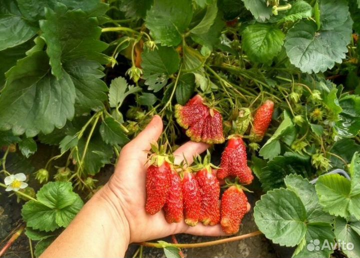 Земклуника купчиха