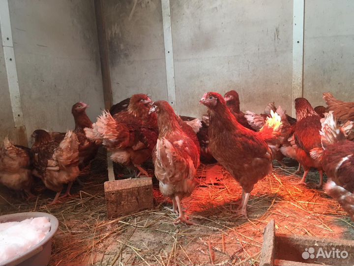 Куры молодки