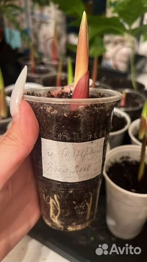 Проснувшиеся луковицы гладиолусов