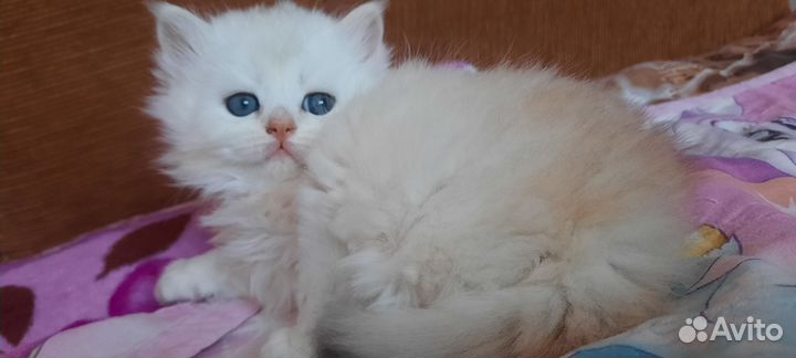 Британская длинношерстная