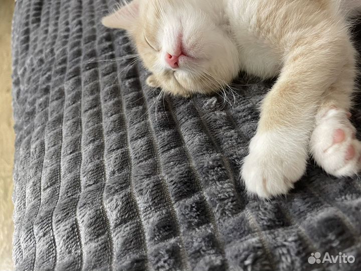 Отдам котенка в добрые руки