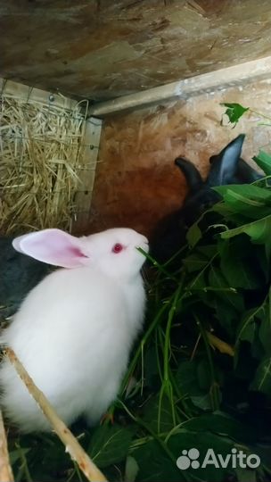 Крольчата, кролики, племенные кроли, крольчатина