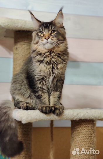 Котята мейн-кун