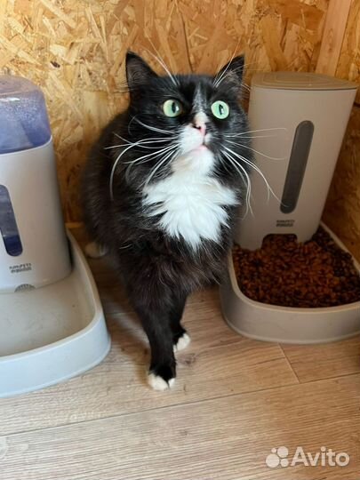 Черно-белая пушистая кошка из приюта