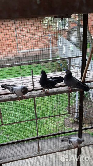 Голуби высоколетные свердловские и гривуны
