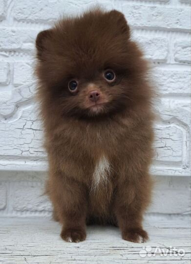 Померанский шпиц