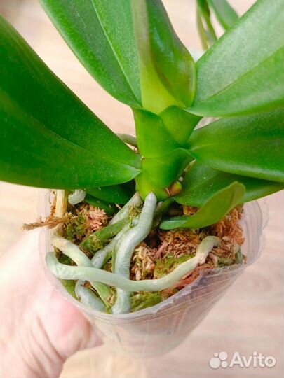 Орхидея фаленопсис биг лип