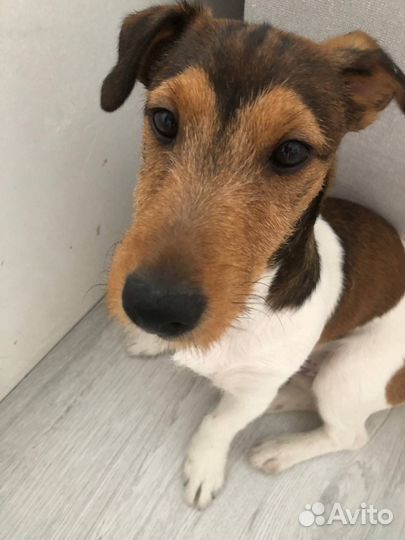 Щенок джек рассел