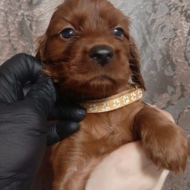 Ирландский сеттер, щенок