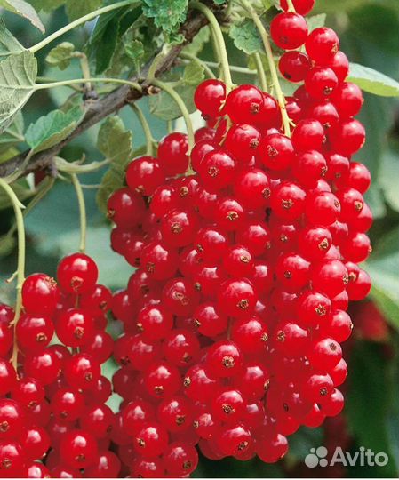 Саженцы плодовые