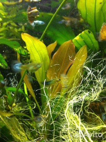 Продам эхинодорусы