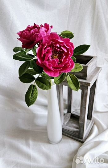 Веточка махрового шиповника