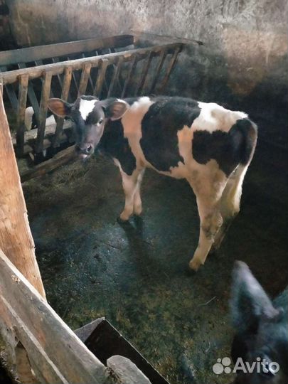 Телята Коровы