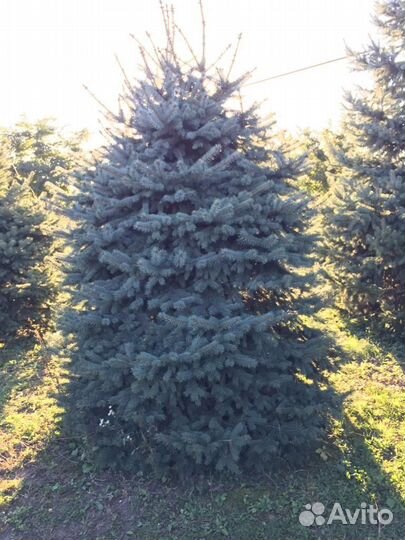 Голубые ели