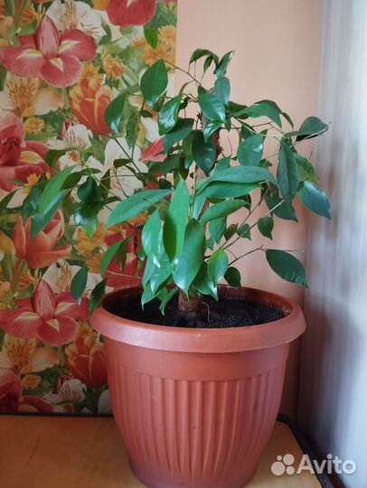 Фикус Бенджамина