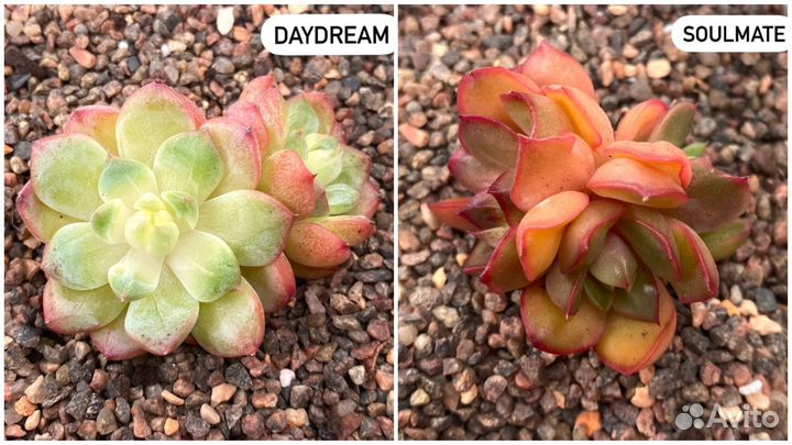 Редкие корейские суккуленты в наличии. Часть 3