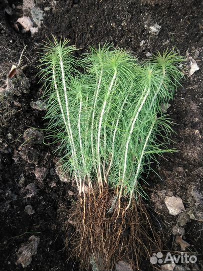 Сеянцы сосны обыкновенной окс