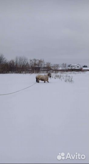 Продам Лошадь