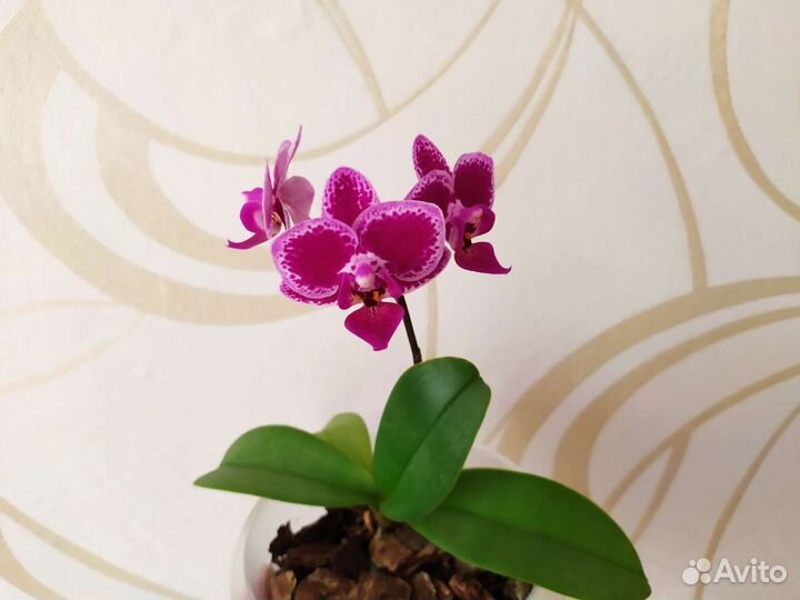 Орхидея мини