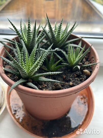 Хавортия полосатая