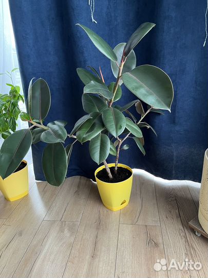 Фикус эластика
