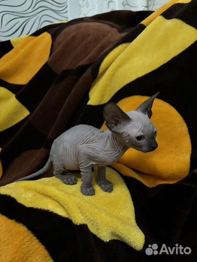 Канадский сфинкс котята