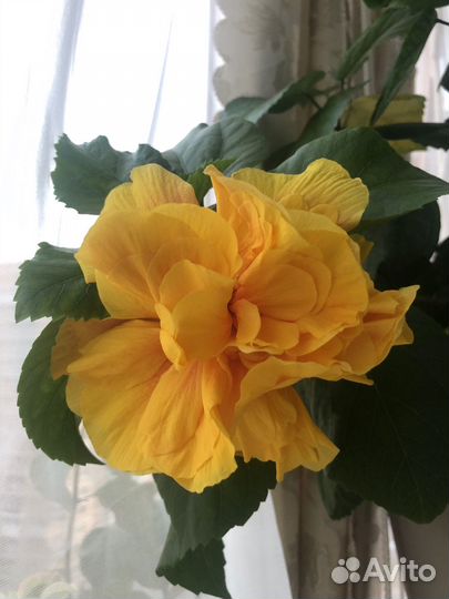 Гибискус сортовой