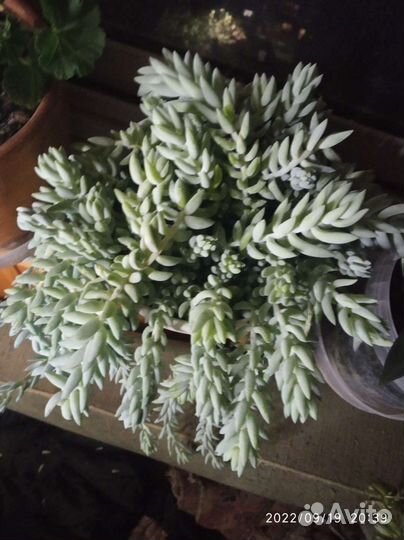 Седум Моргана, - или обмен,есть укорененые