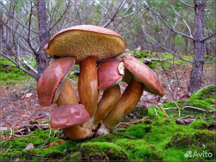 Польские грибы на заказ