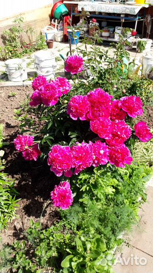 Цветы многолетки