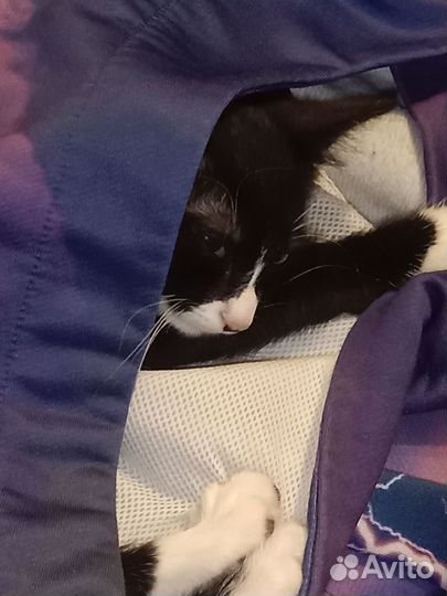 Маленькая кошечка ищет дом