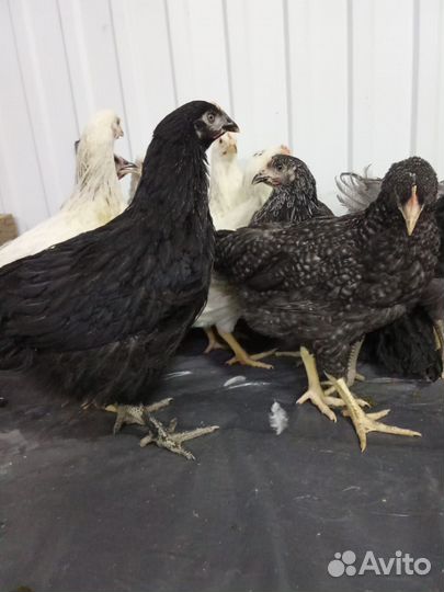 Курочки несушки и утята