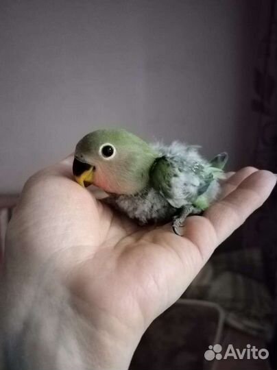 Розовощекий неразлучник