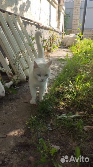 Кошка в дар бесплатно