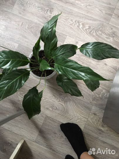 Стафилиум высота40см