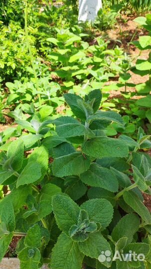 Мята сортовая