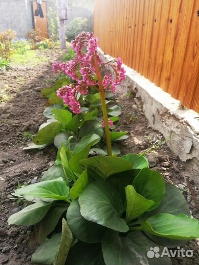 Мускари, гелиопсис,бадан, ветреница, вербейник