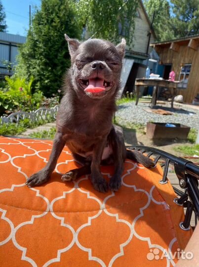 Вязка голубой чихуахуа