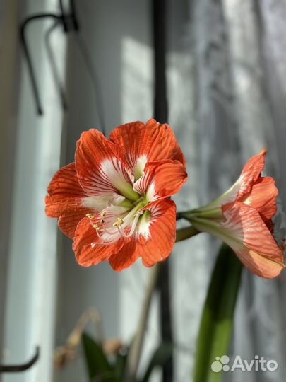 Гиппеаструм детки