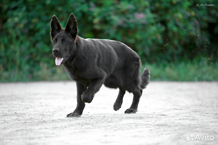 Черные щенки немецких овчарок