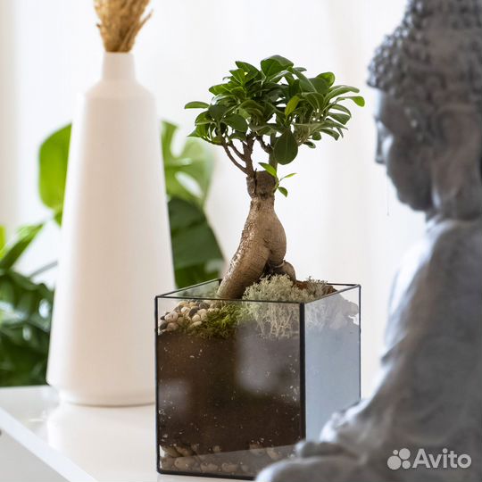 Бонсай дерево живое в кашпо